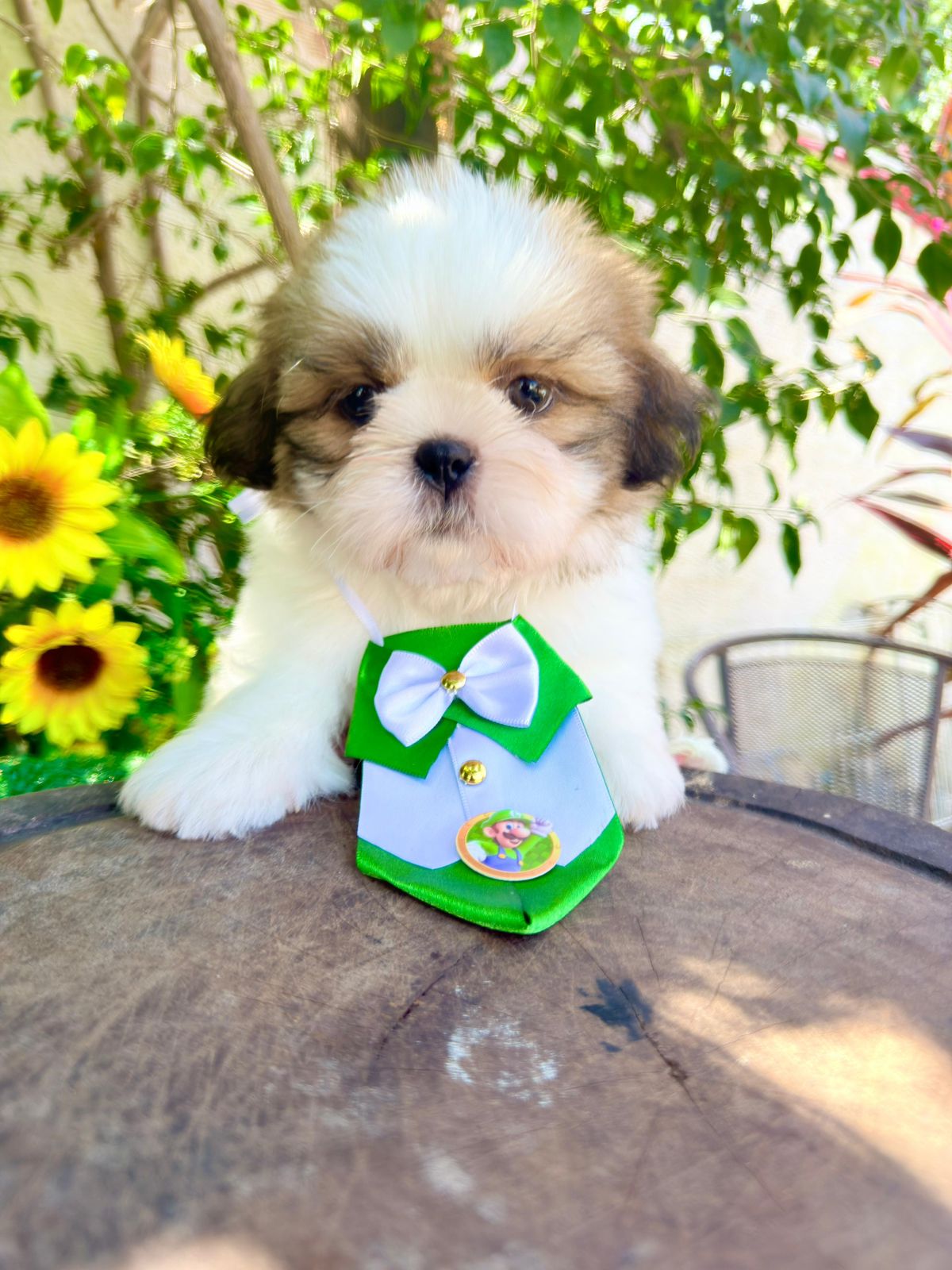 Filhote Shih Tzu