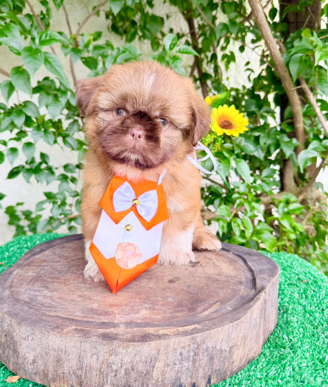 Shih Tzu Dourado