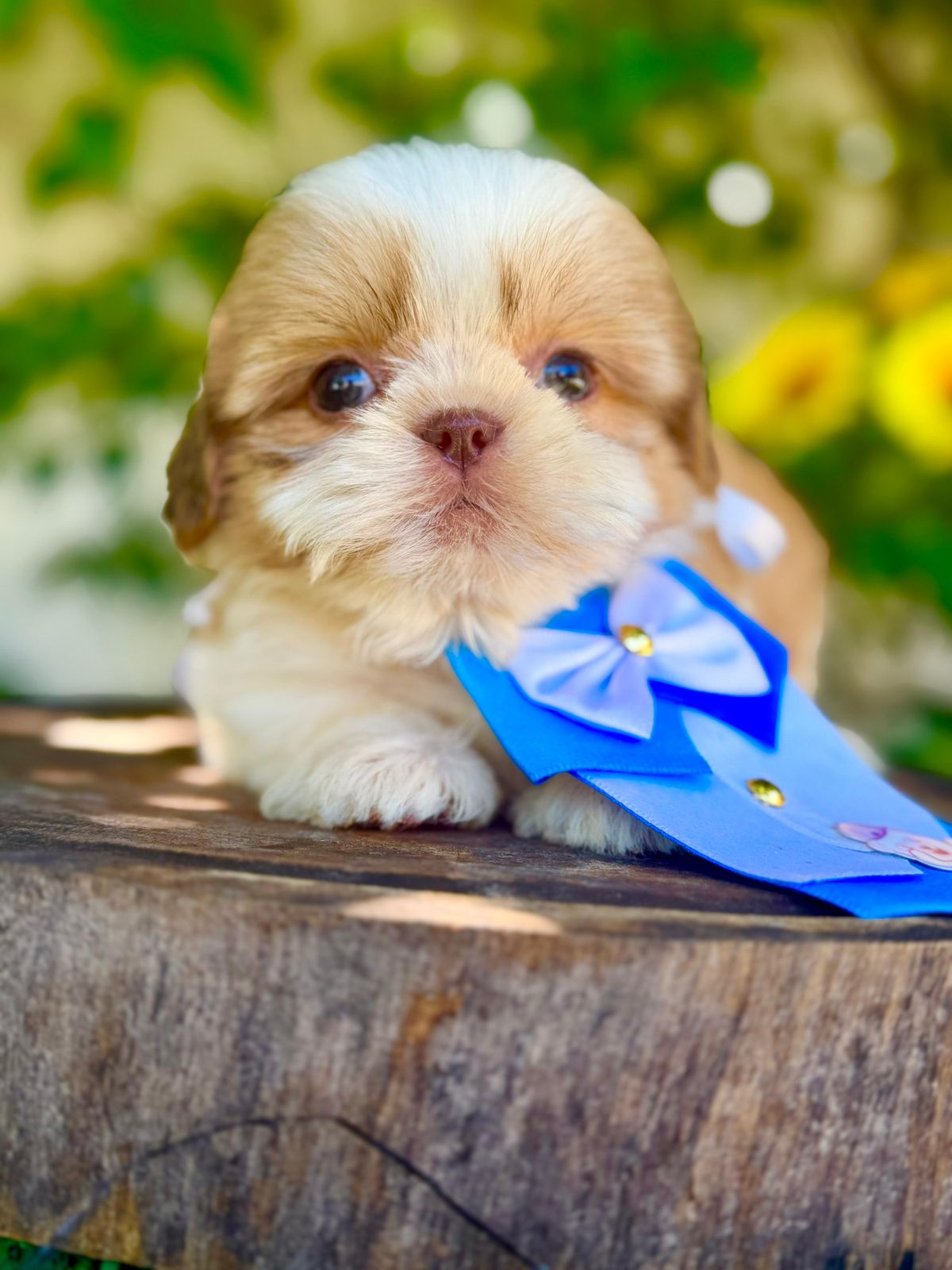 Shih Tzu Azul