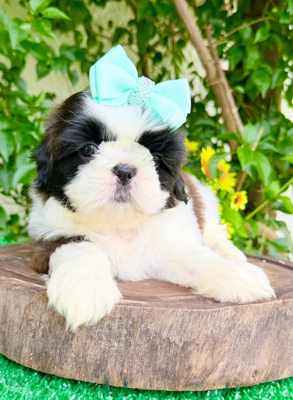Shih Tzu Bicolor